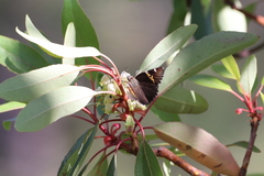 Thorybes pseudocellus