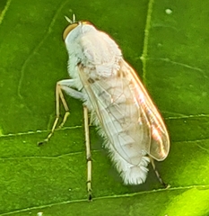 Pandivirilia albifrons