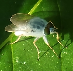 Pandivirilia albifrons