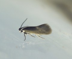 Lepidoptera
