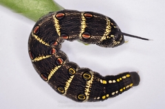 Theretra oldenlandiae
