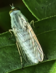 Pandivirilia albifrons