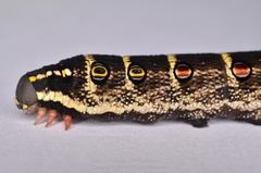 Theretra oldenlandiae