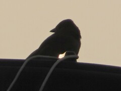 Melozone fusca