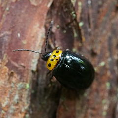 Morphosphaera japonica