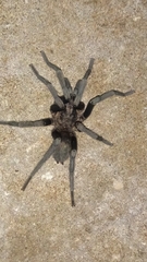 Hemirrhagus chilango