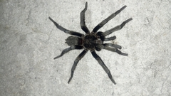 Hemirrhagus chilango