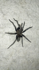 Hemirrhagus chilango