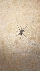 Hemirrhagus chilango