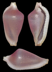 Dentiovula dorsuosa
