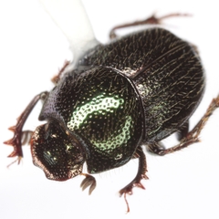 Onthophagus subaeneus