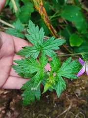 Geranium