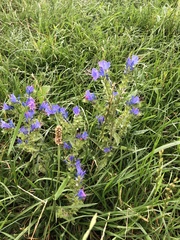 Echium vulgare