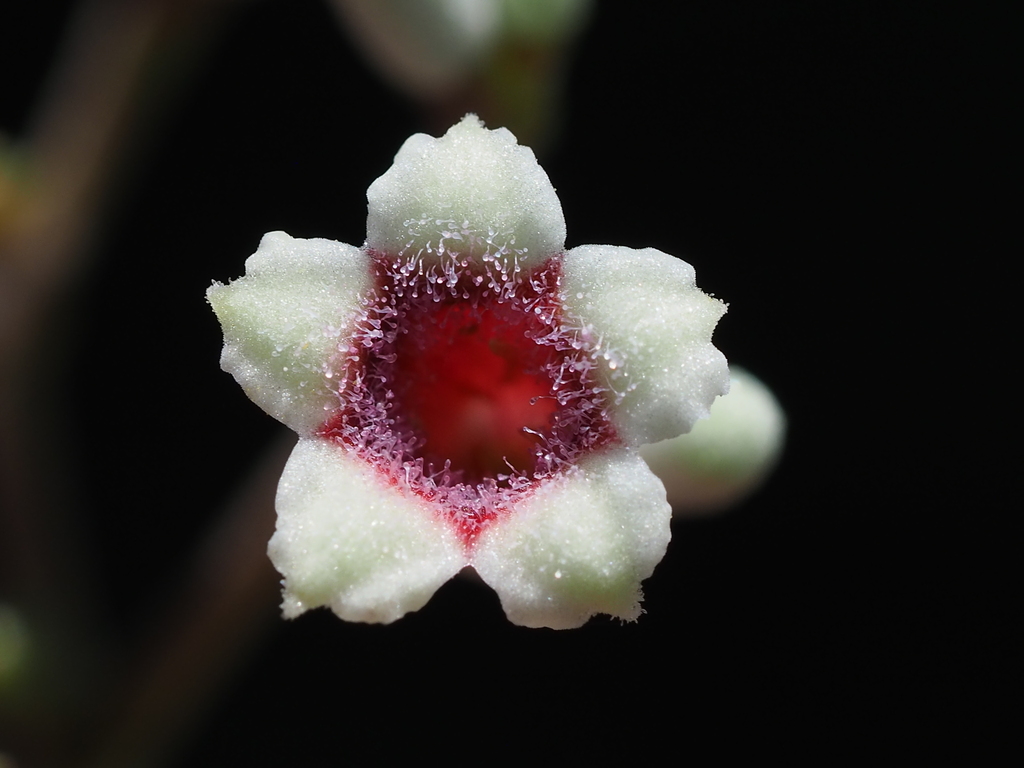 Paederia cavaleriei