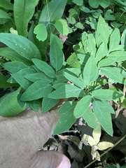 Taenidia