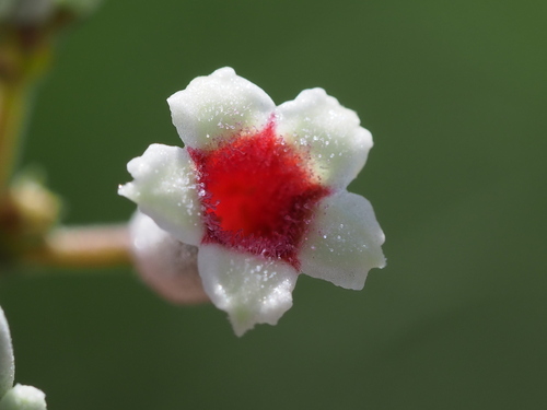 Image of Paederia Cavaleriei (Paederia cavaleriei) by no rights reserved