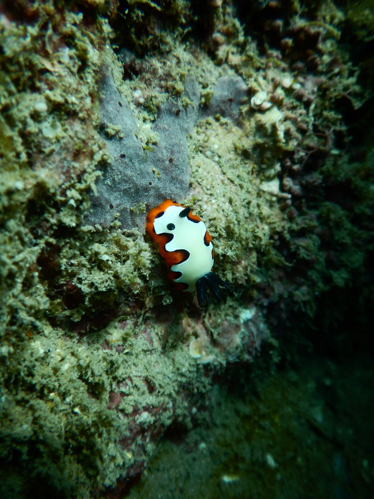 Fiesta Rainbow Dorid