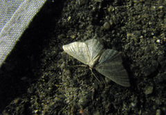 Idaea subsericeata