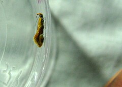 Epicallima formosella