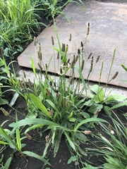 Plantago lanceolata