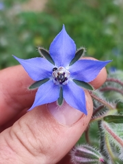 Borago officinalis
