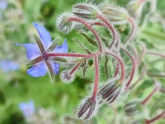 Borago officinalis