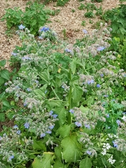 Borago officinalis
