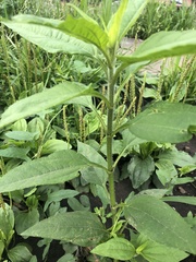 Helianthus tuberosus