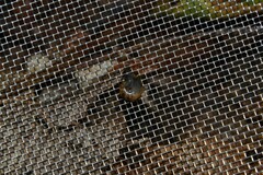 Oxychilus navarricus