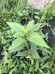 Helianthus tuberosus