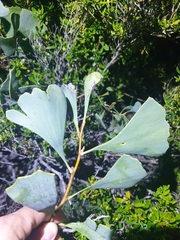 Hakea flabellifolia