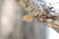 Cissia rubricata cheneyorum