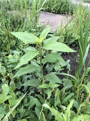 Helianthus tuberosus