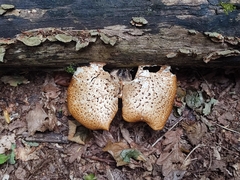 Cerioporus squamosus