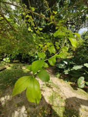 Leuenbergeria guamacho