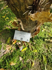 Leuenbergeria guamacho