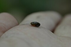 Oxychilus navarricus