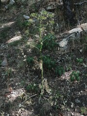 Opopanax chironium