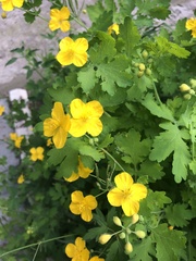 Chelidonium asiaticum