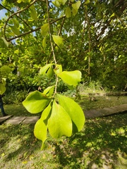 Leuenbergeria guamacho
