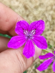 Erodium manescavii
