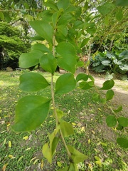 Leuenbergeria guamacho
