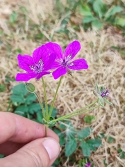 Erodium manescavii