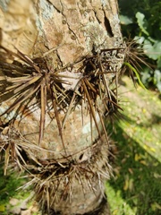 Leuenbergeria guamacho