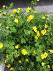 Chelidonium asiaticum