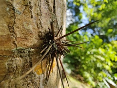 Leuenbergeria guamacho