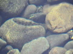 Salmo salar