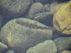 Salmo salar