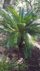 Cycas revoluta