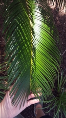 Cycas revoluta